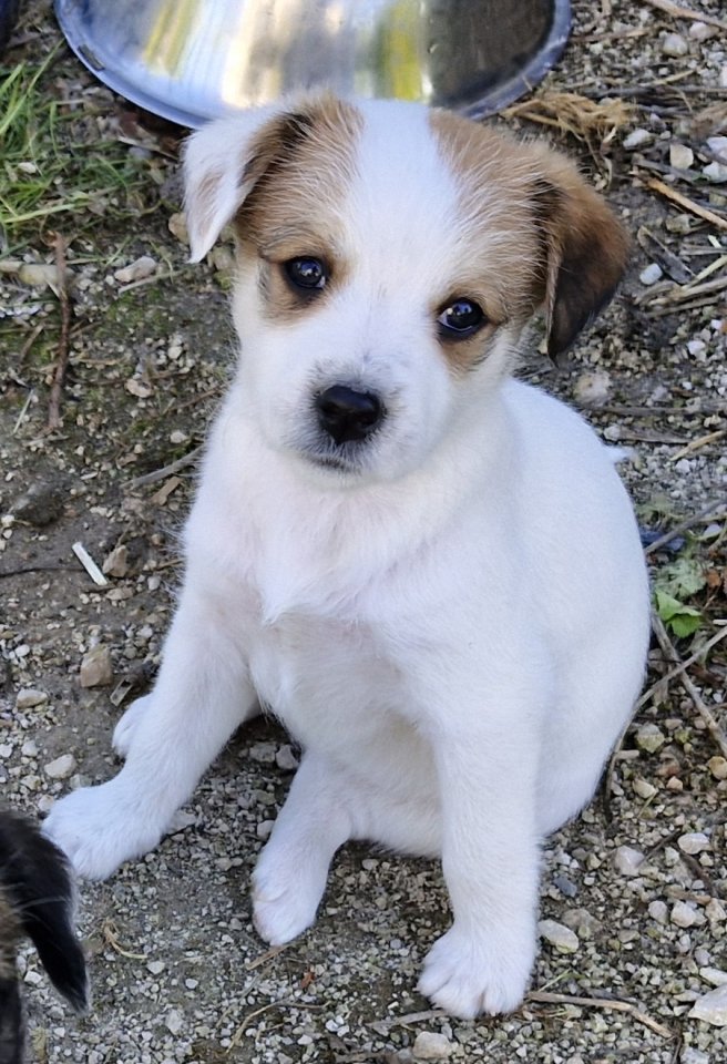 Super süße Kromfohrländer-Mix-Welpen - Hunde - Marzling