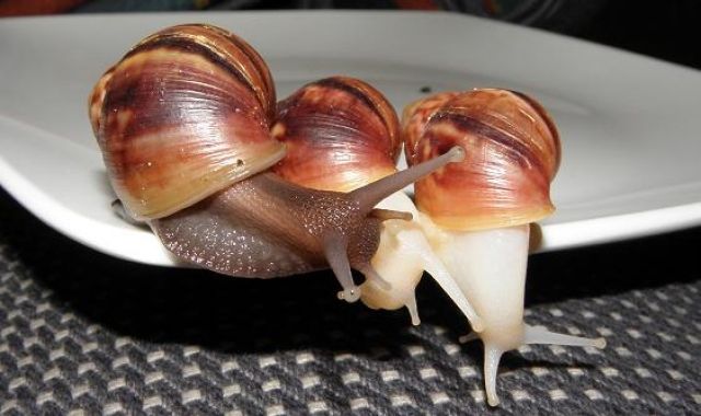 Achatschnecken - Achatina Fulica und Achatina Fulica White Jade - Haustiere - Düsseldorf