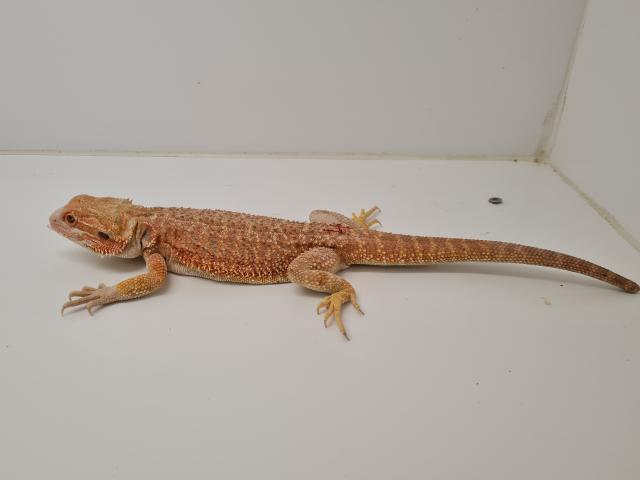 Seltene rote Bartagamen Pogona Vitticeps zu kaufen - Reptilien - Seligenstadt