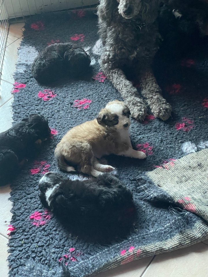Doodle (aussiedoodle) - Hunde - bassum