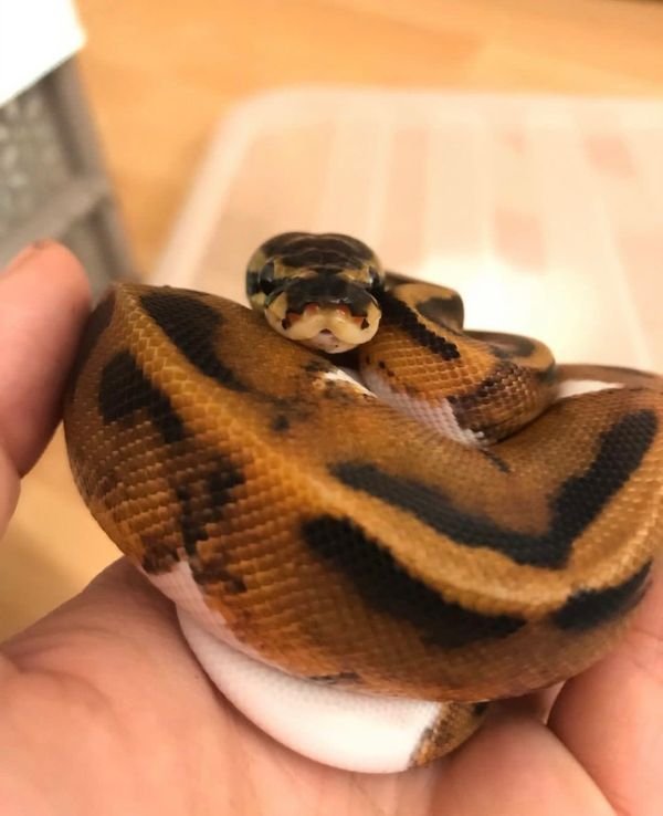 Königspython Piebald Männlich aus 2018 - Reptilien - Reutlingen
