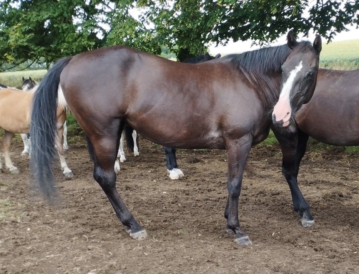 Reitbeteiligung auf Paint Stute - Pferde - Solingen
