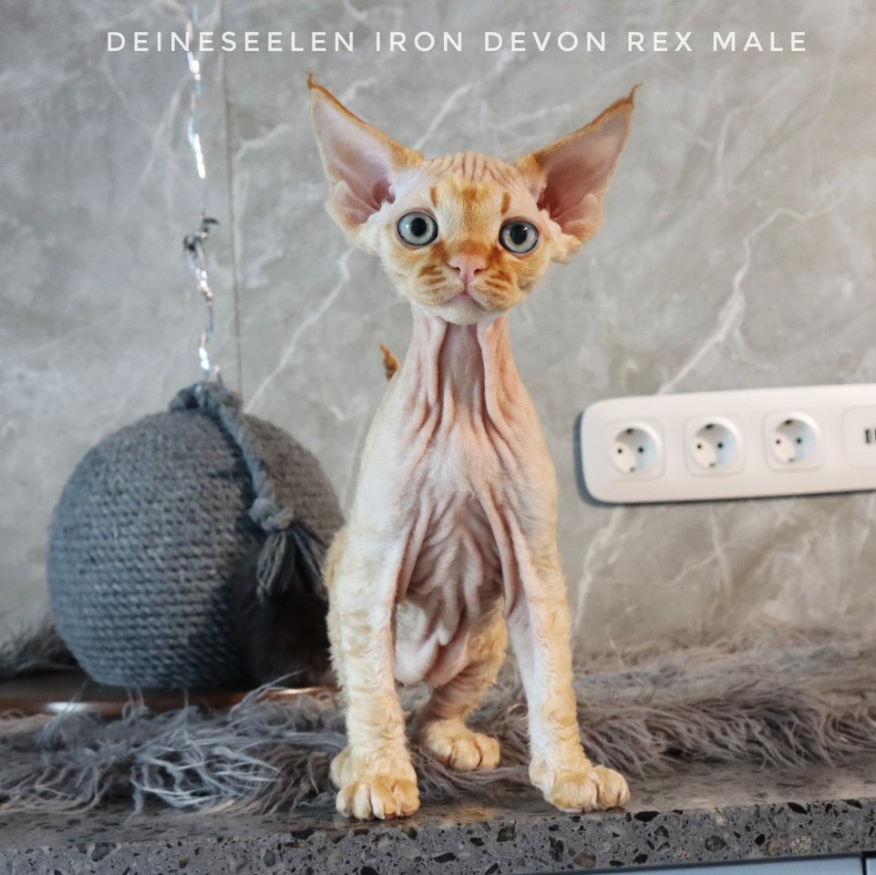 Reinrassige Devon Rex kitten - Katzen - Schauenburg