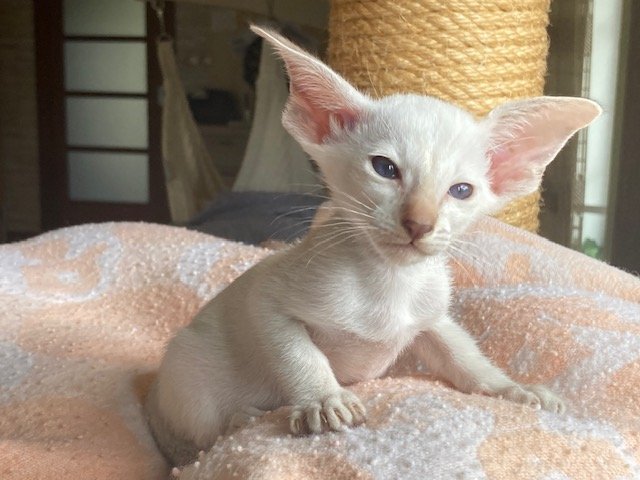 Siam und OKH Kitten mit Papiere, Lieferung möglich - Katzen - Linz