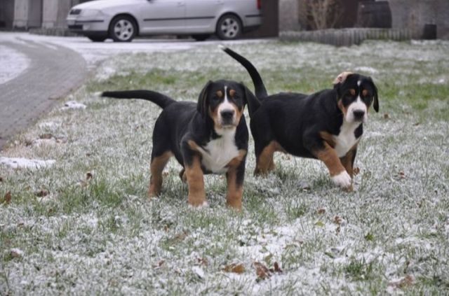 Grosser Schweizer Sennenhund - Hunde - Dymokury (CZ)