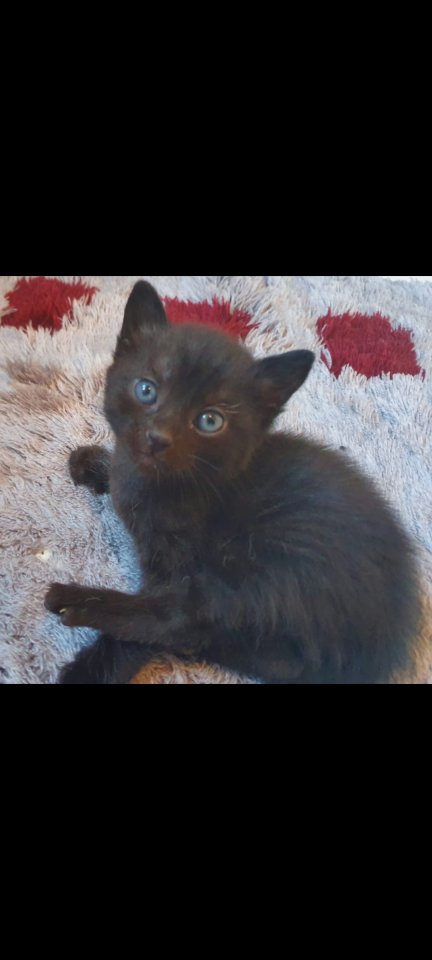 Katzen Kitten Kätzchen 12 Wochen alt abzugeben - Katzen - Breisach am Rhein
