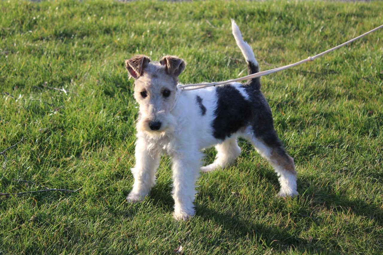 Drahthaar Foxterrier Welpe. Hündin. - Hunde - Steyerberg Drahthaar Foxterrier Welpe. Hündin. - Hunde - Steyerberg