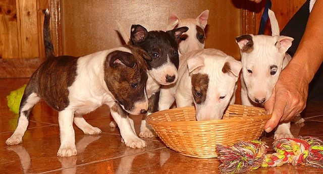 Miniature Bull Terrier Welpen (FCI) - Hunde - Baja