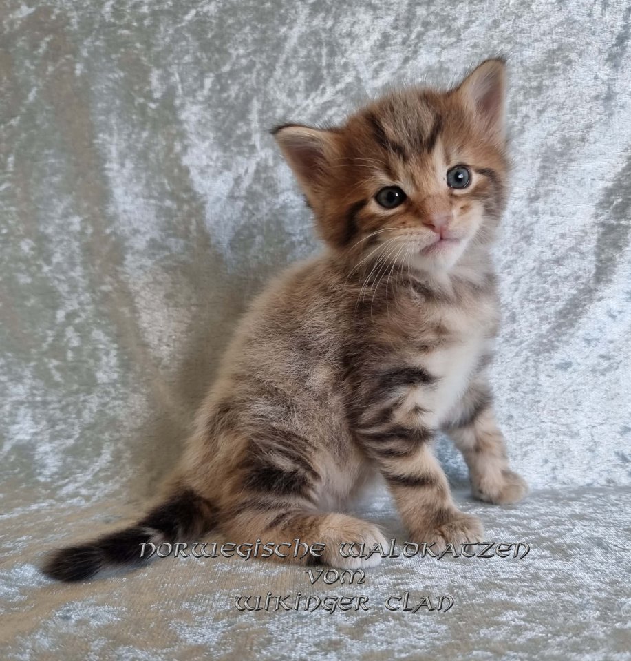 Wir haben süssen Norwegischen Waldkatzen Nachwuchs - Katzen - Saalfeld