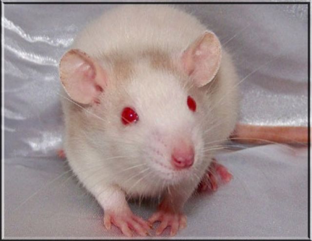 Sunshine-Rattery hat Nachwuchs - Ratten - Achern