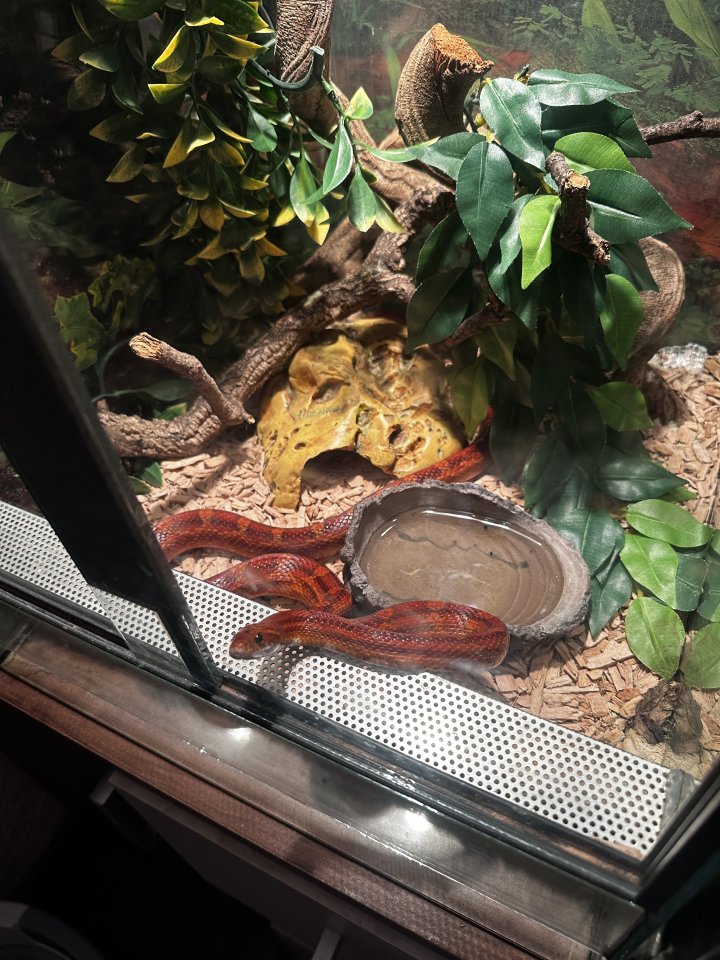 Kornnattern ungiftige Schlangen - Reptilien - Kaiserslautern