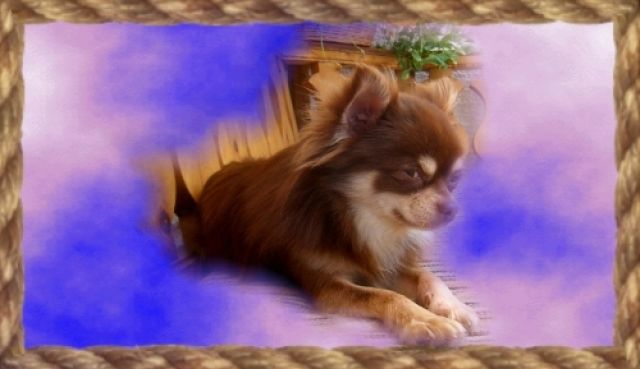 Deckrüde sucht - Hunde - Traunstein