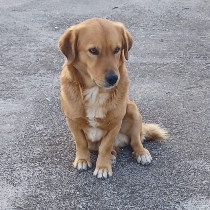 Bear / Status: sucht ein Zuhause - Hunde - Krefeld