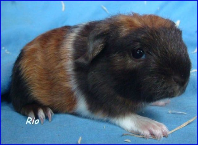 CH Teddy zur Abgabe - Meerschweinchen - Schönenbuch