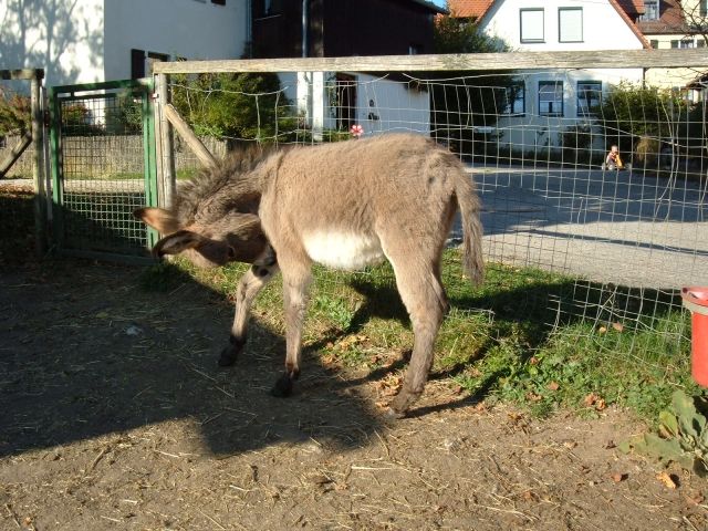 Zwergesel - Sonstige Haustiere - Treuchtlingen
