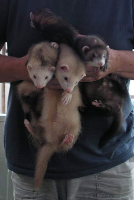 Drei süße Frettchenwelpen - Frettchen - Uetz