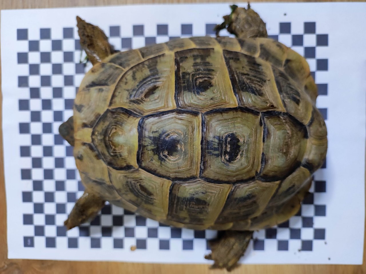 3 Griechische Landschildkröten Th abzugeben 2x Weiblich 1x Männlich - Reptilien - Bebra