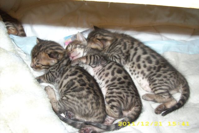 Arkie Alderton Bengalen (3 Kater) - Haustiere - Münsingen