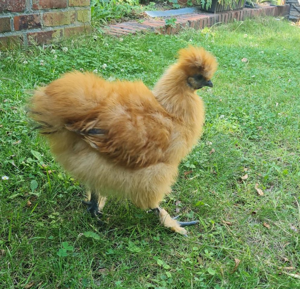 Hühner - Bartseidenhahn - Nutztiere - Berlin