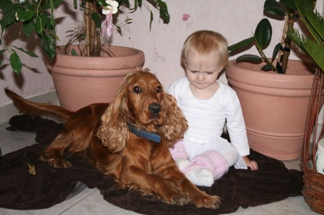 Cocker Spaniel Welpen | tieranzeigen.net