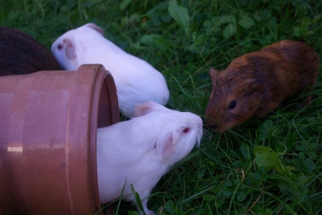 Meerschweinchen abzugeben! 5 wochen alt - Meerschweinchen - Waldsee