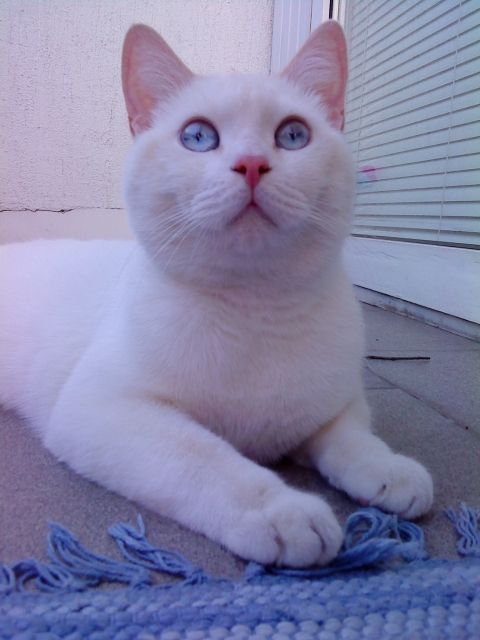 2 weiße Britisch Kurzhaarkatzen mit blauen Augen | tieranzeigen.net