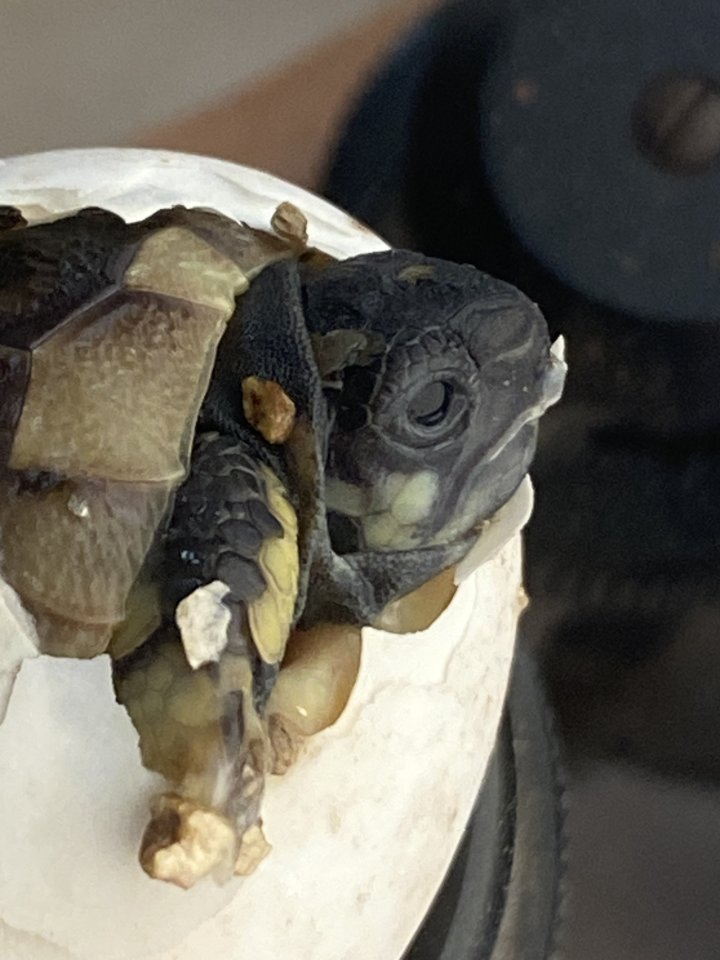 Griechische Landschildkröten - Reptilien - Nettetal