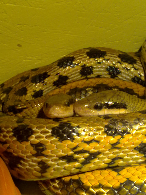 Teppichpythons, Hausschlangen, Schönnattern, Kornnattern, Vilzitzenmäuse - Reptilien - Schöneck Vogtland