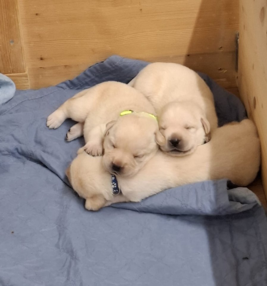 Labrador Welpen aus Hobbyzucht - Hunde - Stammham