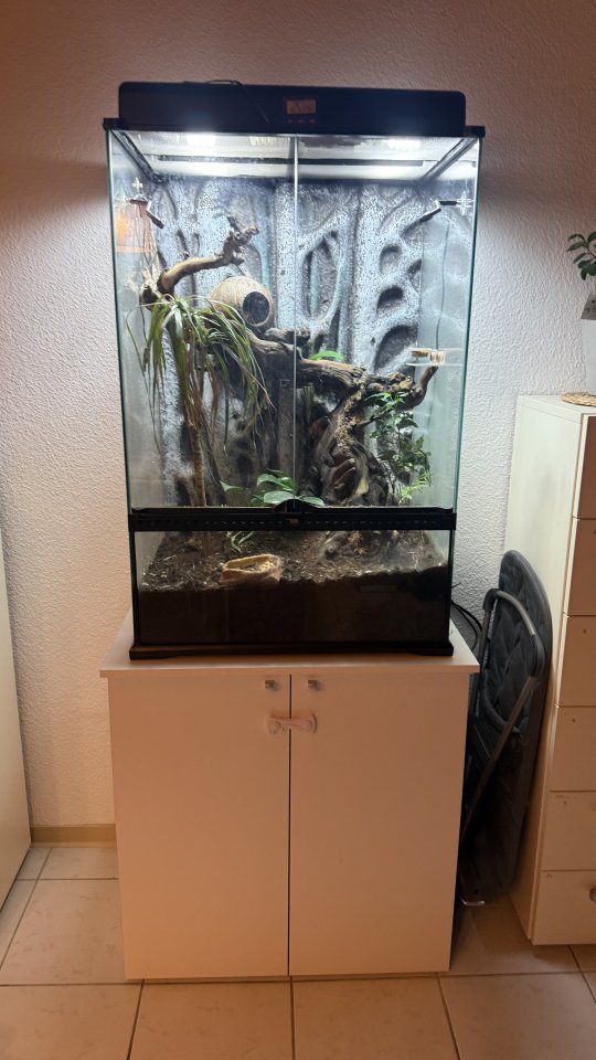Kronenkopfgecko inkl. Terrarium Komplettset - Reptilien - Bad Soden-Salmünster