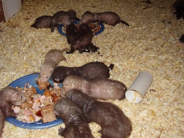 Süße Frettchenwelpen - Frettchen - Calbe /Saale