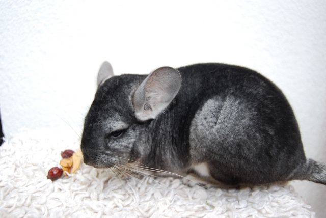 Reines Standard Chinchilla  - Sonst Nagetiere - Schwabach