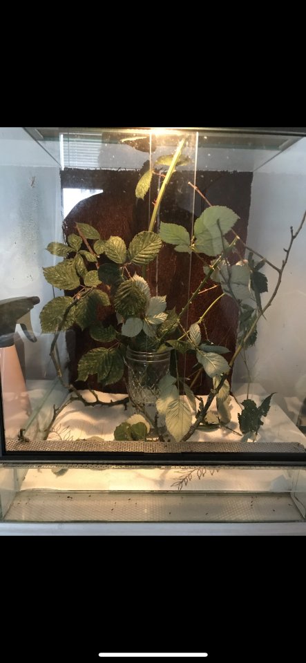 Annam-Stabschrecken zu verschenken und Terrarium für ca. 20 Euro VB Hamburg - Insekten - Hamburg