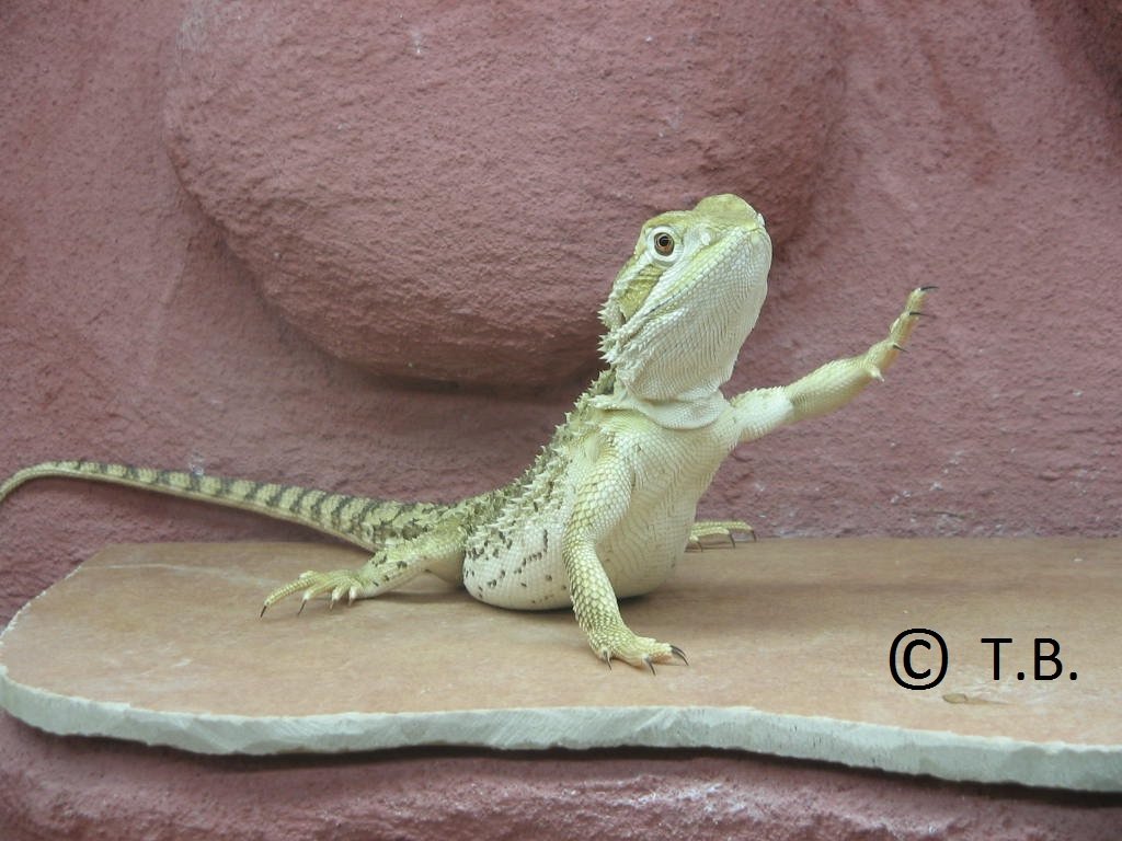 Zwergbartagamen ( Jungtiere ) Pogona Henrylawsoni - Berlin ! - Reptilien - Berlin