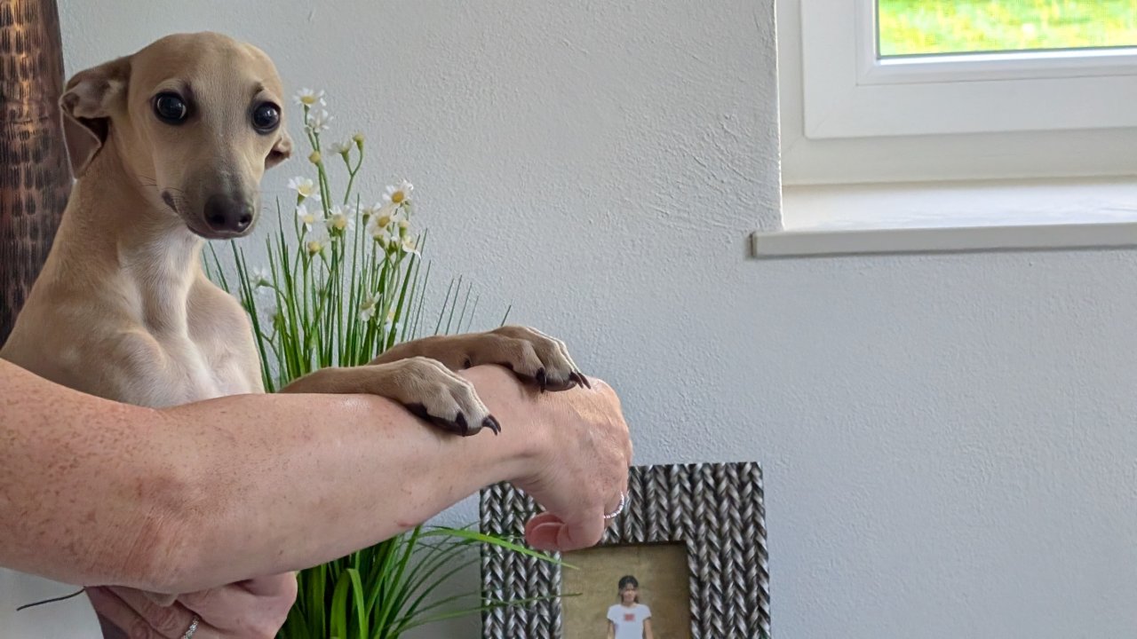 Italienische Windspiele .... Italian Greyhound - Hunde - Bad Saulgau