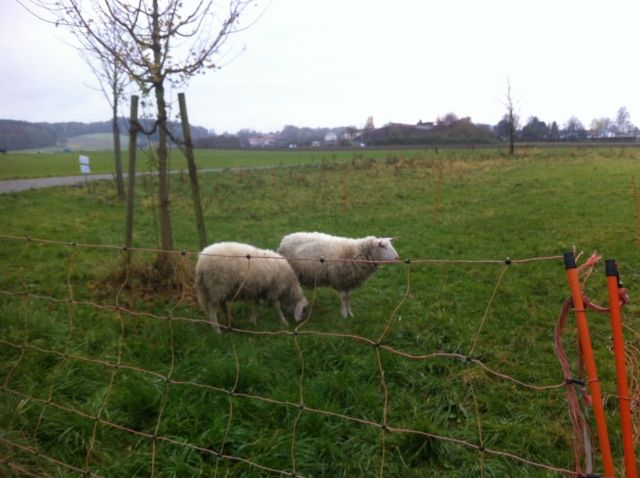 Bergschaf und Schafbock (Donki und Melli) in gute Hände anzugeben - Sonstige Nutztiere - Grafing b. München