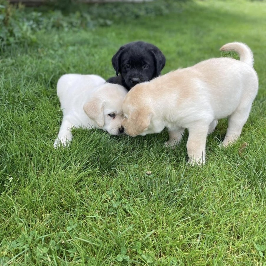 Labrador Welpen suchen ein Zuhause! - Hunde - Lübeck
