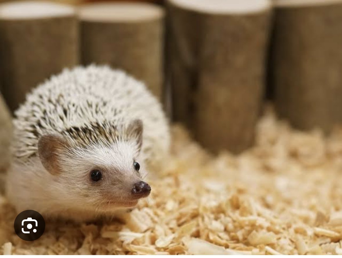 Zwei handzahme afrikanische Weißbauchigel Damen geboren 2025 - Sonstiges - Sulzfeld