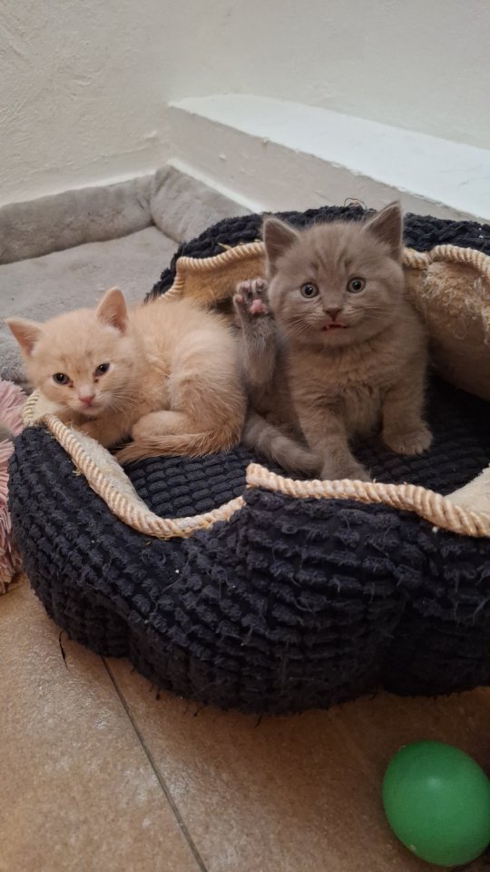 Bkh Siam-Thai-Kätzchen BESTE KATZENRASSE - Katzen - Gerach