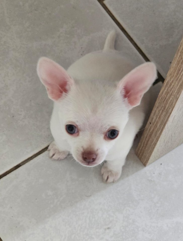 Chihuahua  hundmädchen reinrassig - Hunde - Nordhausen 