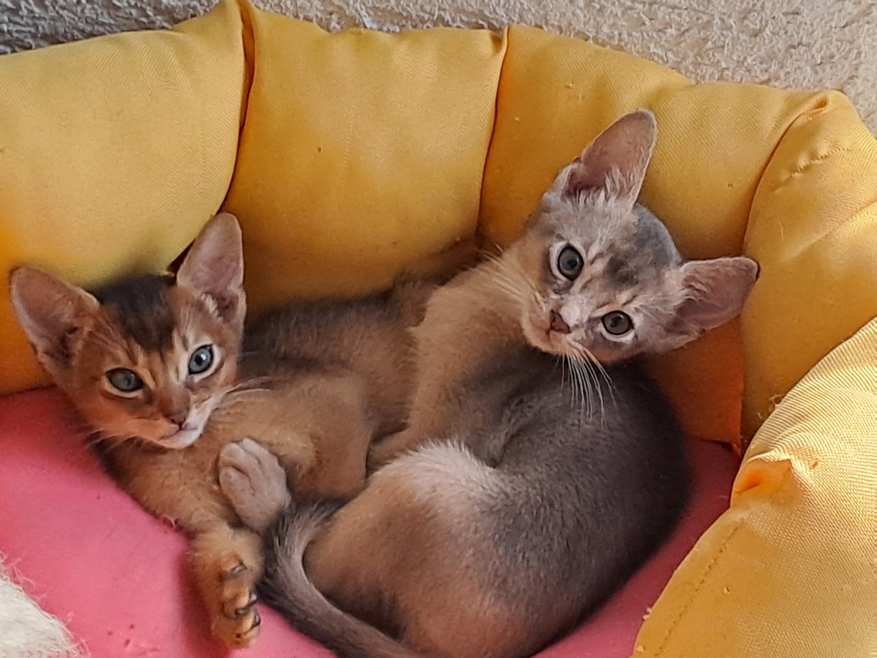 Corleone sucht neue Dosenöffner - Katzen - Neitersen