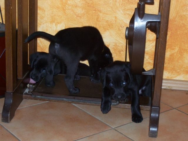 Labrador Welpen - Hunde - Rothenfels