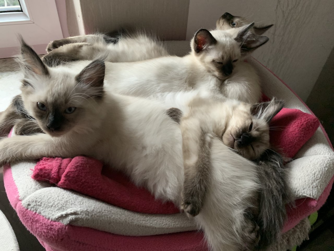 Kitten Siam / Balinese - Katzen - Wahlstedt 
