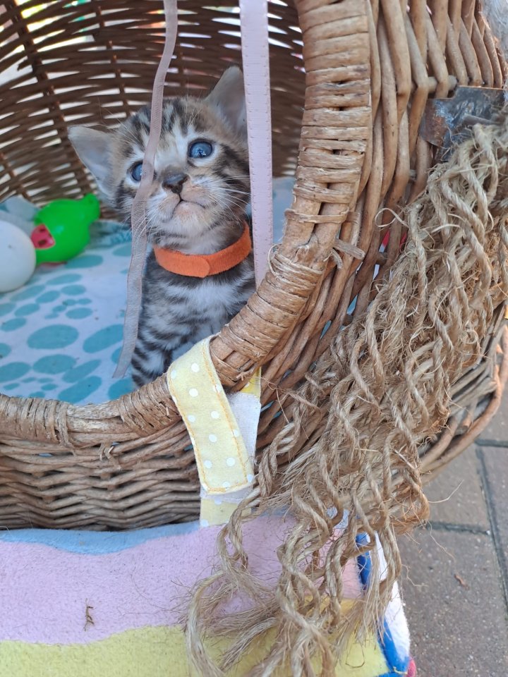 Schöne Bengal Kitten - Katzen - Berlin