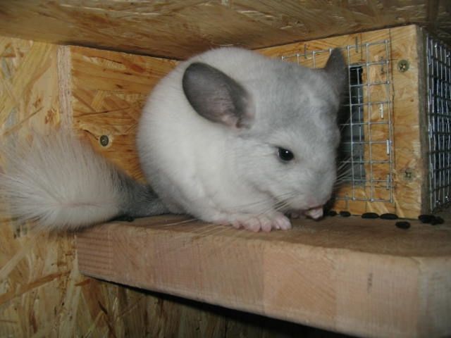 Chinchilla Abgabe - Nagetiere Allgemein - Frankfurt am Main