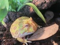 Ceratophrys Cranwelli Albino Abzugeben - Amphibien - Rheda