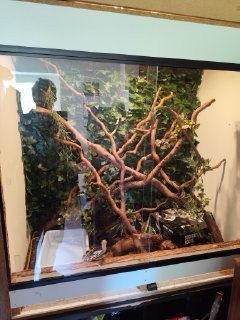Holzterrarium zu Verkaufen - Sonstiges - Gelsenkirchen
