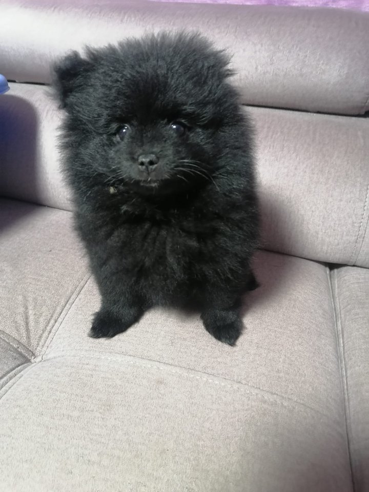 Pomeranien Zwergspitz - Hunde - Grundsheim