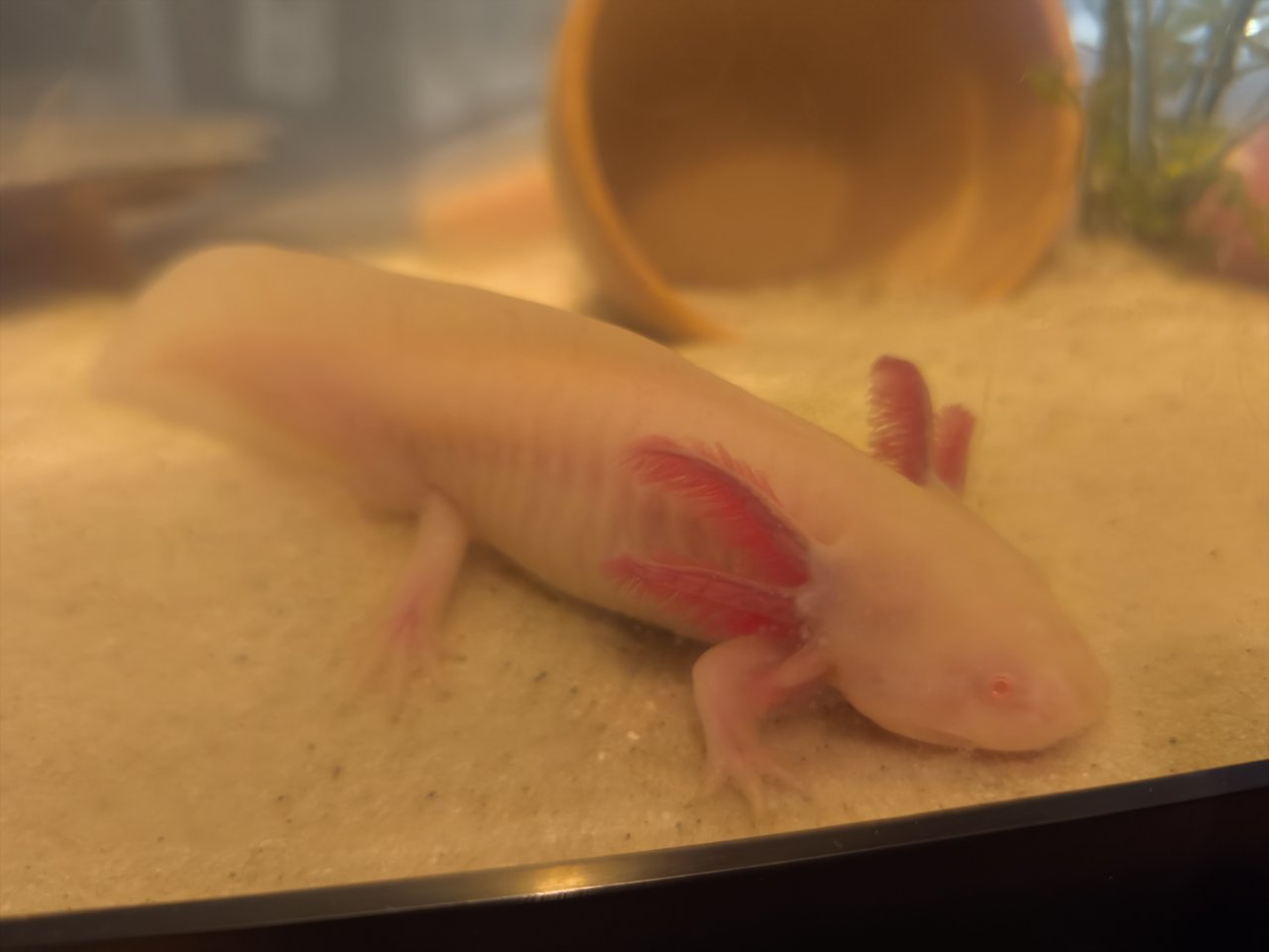 Süß axolotls Nachzuchten - Amphibien - Berlin