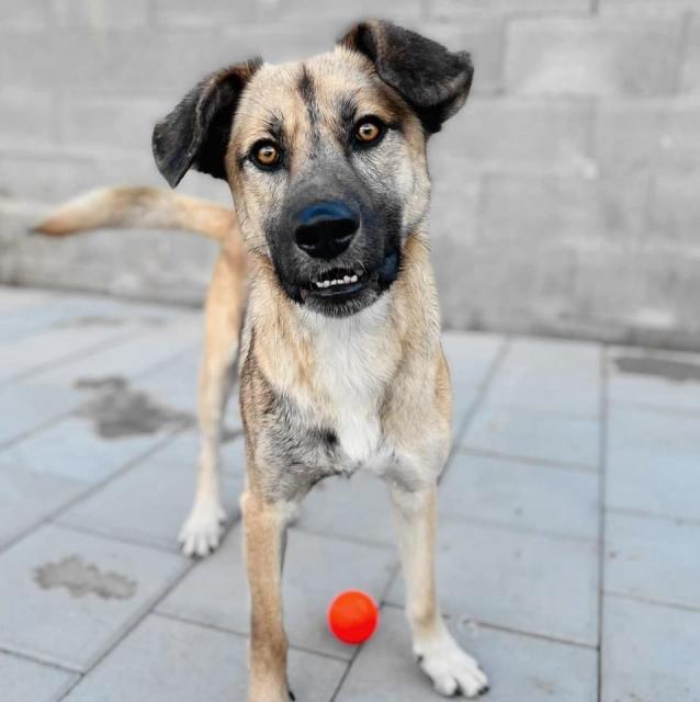 Jamal…aktiv und voller Energie  - Hunde - Hünfelden